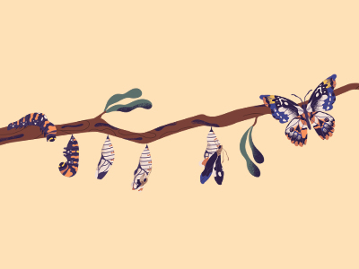 Illustration showing butterfly coming out of cocoon